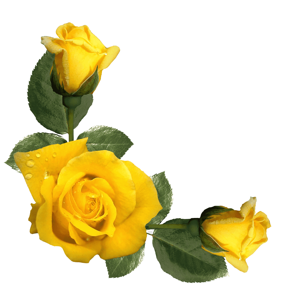 Yellow Rose Transparent Clipart