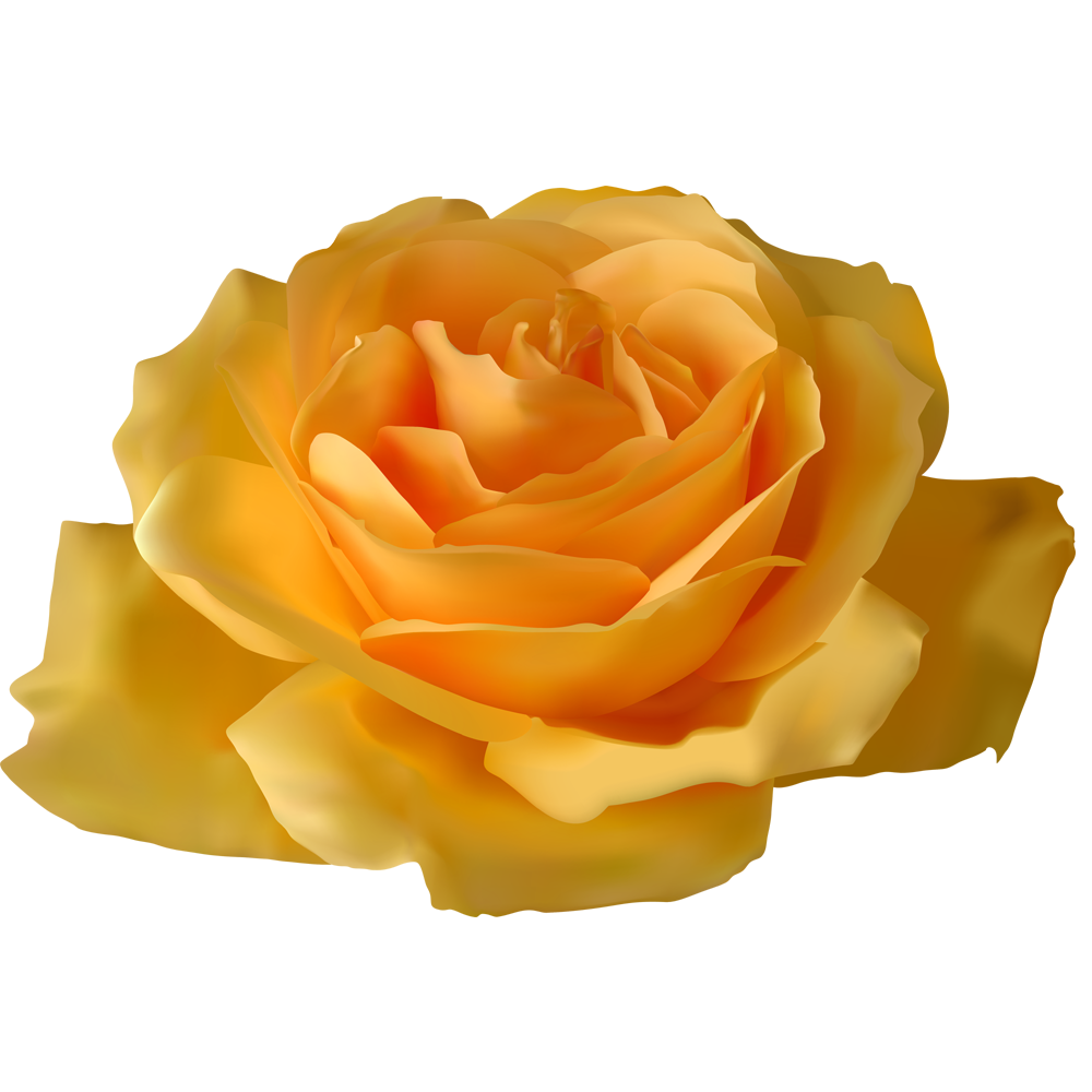 Yellow Rose Transparent Gallery