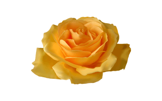 Yellow Rose PNG
