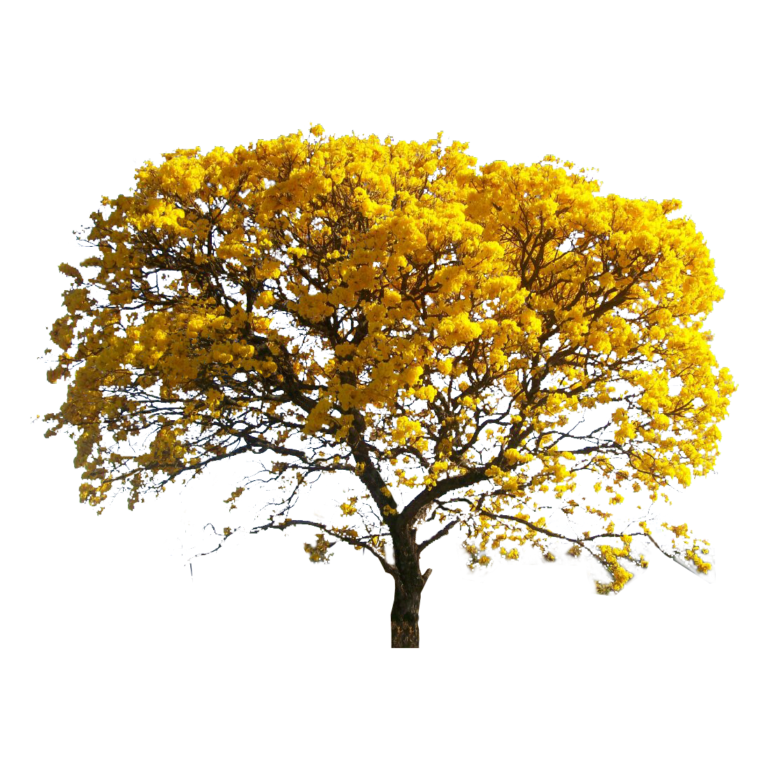 Yellow Tree Transparent Photo