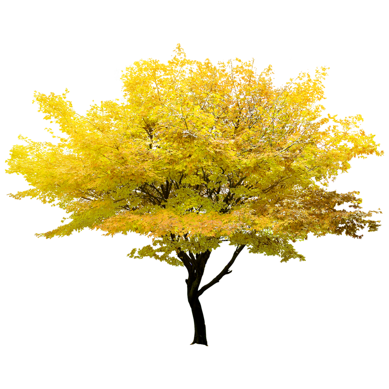 Yellow Tree Transparent Clipart