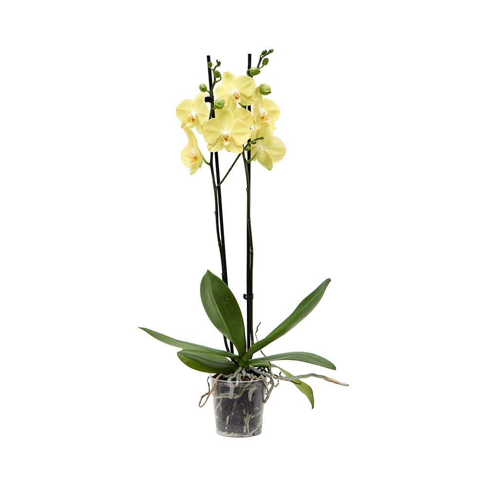 Yellow Vanda Orchid Flower  Transparent Image