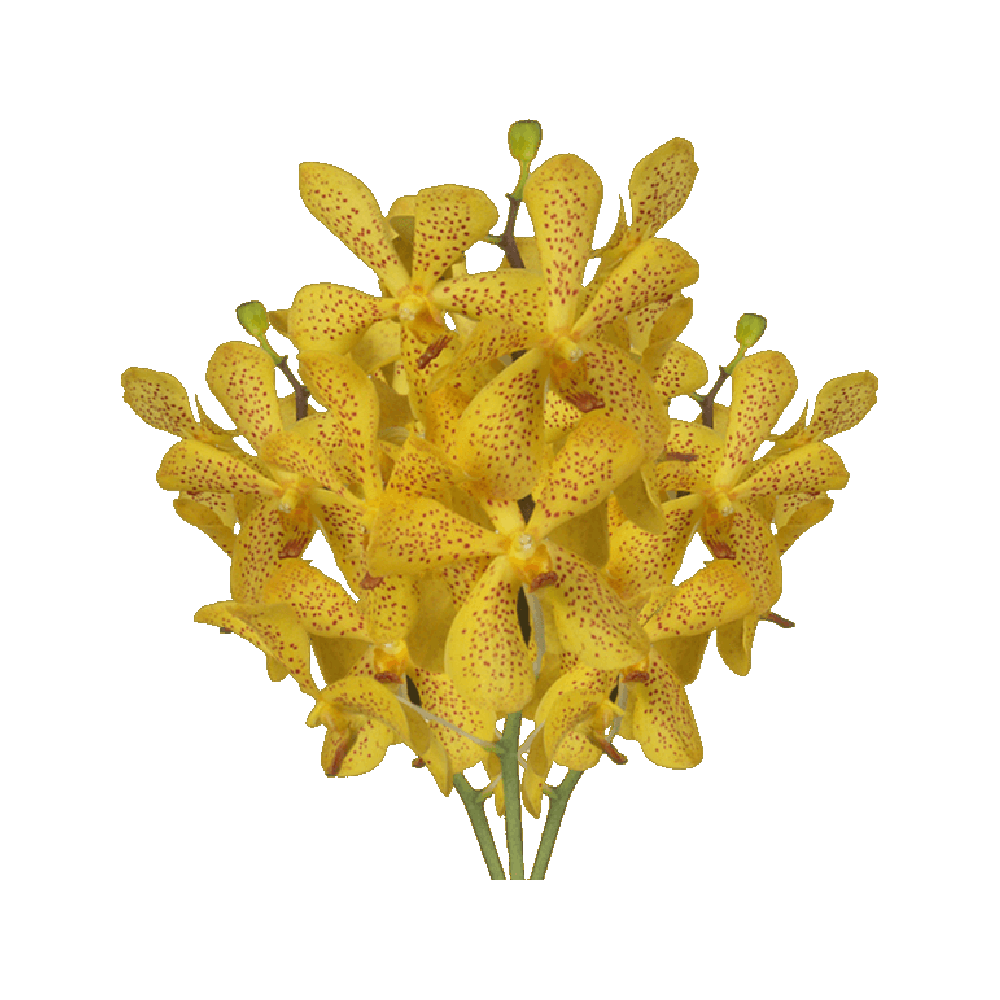 Yellow Vanda Orchid Flower Transparent Picture