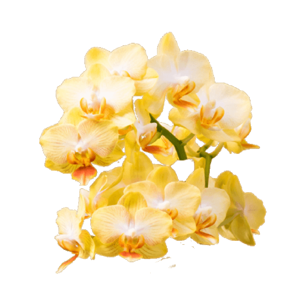 Yellow Vanda Orchid Flower  Transparent Gallery
