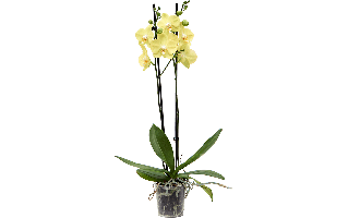 Yellow Vanda Orchid Flower PNG
