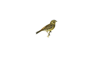 Yellowhammer PNG