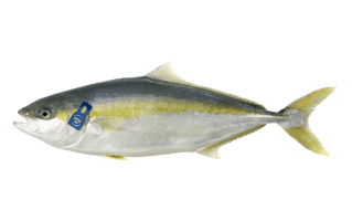 Yellowtail Kingfish PNG