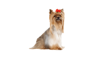 Yorkshire Terrier PNG