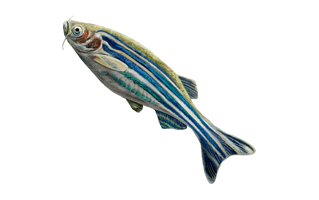 Zebra Fish PNG