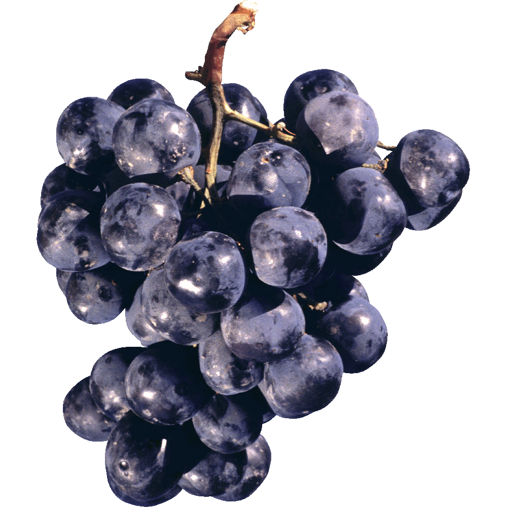 Zinfandel Grapes  Transparent Image