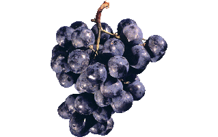 Zinfandel Grapes PNG
