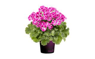 Zonal Geranium Plant PNG